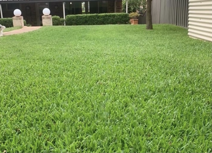 lawn turf